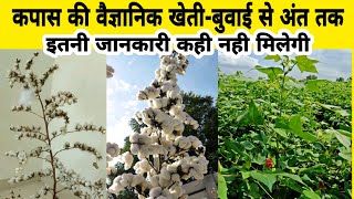 कपास की वैज्ञानिक खेती - बुवाई से अंत तक | Kapas ki kheti kaise kare | Cotton farming | Kapus lagwad