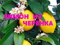 ЛИМОН ИЗ ЧЕРЕНКА..ЧЕРЕНКОВАНИЕ..МОЙ ОПЫТ..