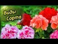 Разнообразие Пеларгоний. Виды, сорта и разновидности!