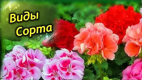 Разнообразие Пеларгоний. Виды, сорта и разновидности!