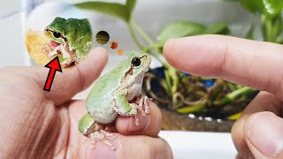Raising tree frogs) Something strange came out of the frog's body.
