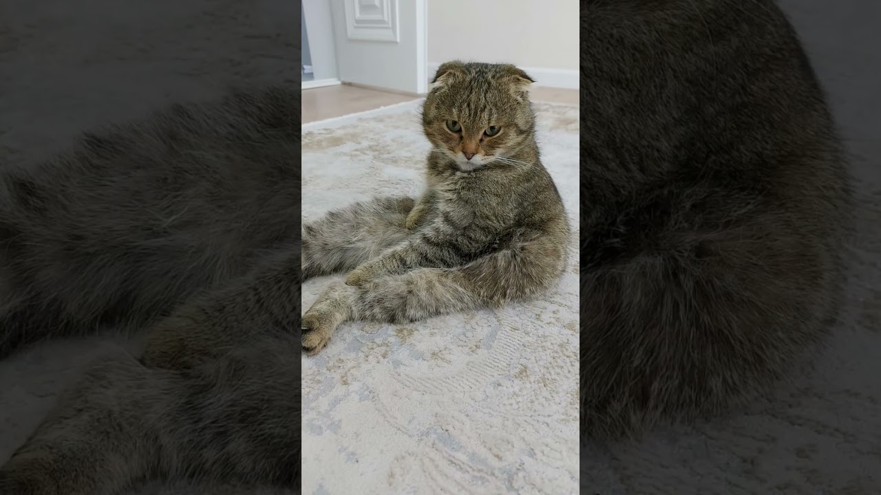 КОТ ВАСЬКА ПСИХОЛОГИЯ КОЖАННЫХ 