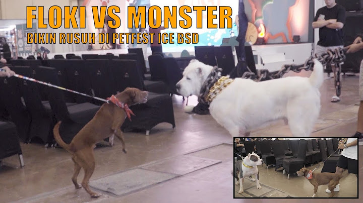 FLOKI NGAMUK KETEMU ANJING MONSTER DARI CHINA ‼️