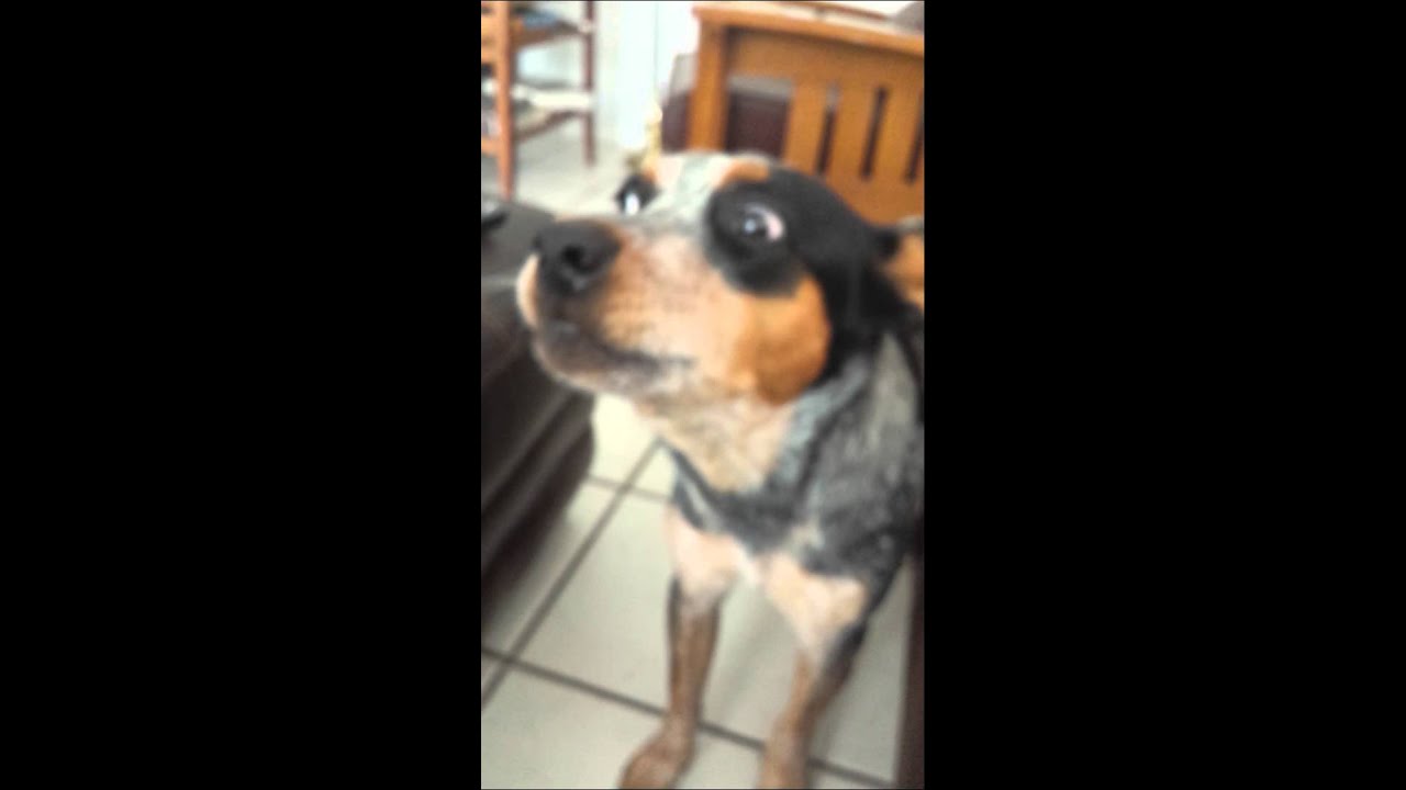 Australian cattle dog howling YouTube