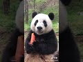 Panda Eats Carrot 