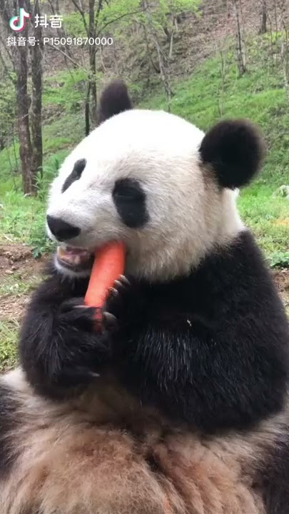 Panda eats carrot