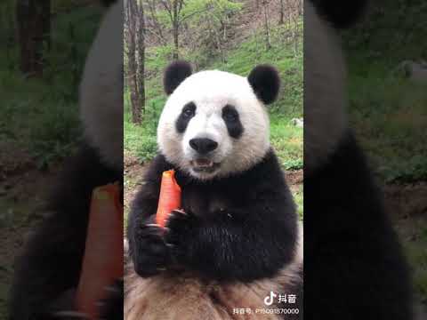 Panda Eats Carrot