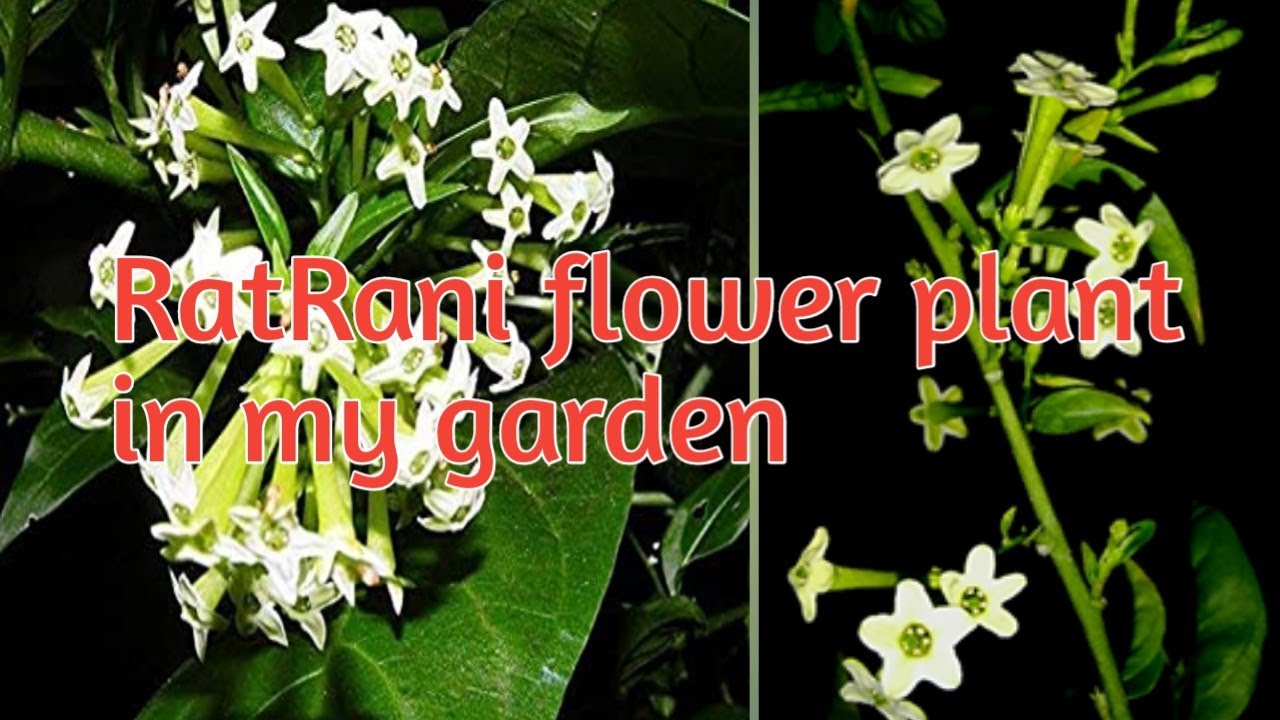 How to grow RatRani plant l how to care night jasmine l how to care