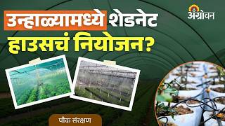 Shade Net House: उन्हाळ्यात शेडनेट हाऊसमध्ये तापमान नियंत्रित कशी ठेवावी? | Agrowon
