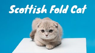 Scottish Fold Cat  - Must Watch Before Getting One || Scottish Cats || Cute & Spunky Cats by Cute & Spunky Cats 275 views 1 year ago 2 minutes, 13 seconds