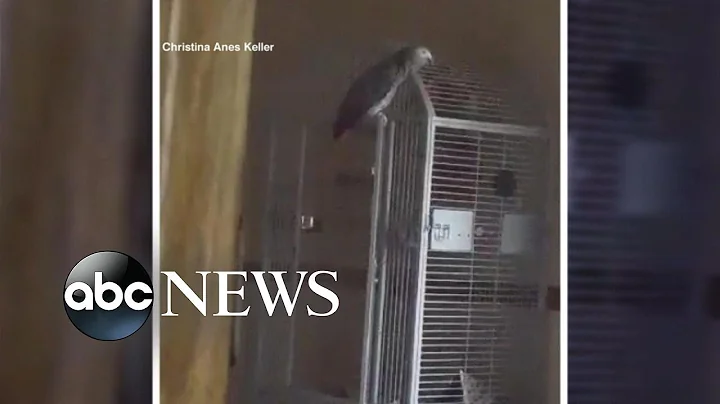 Talking Parrot Witness to Murder | Can the Bird be Used in Court?