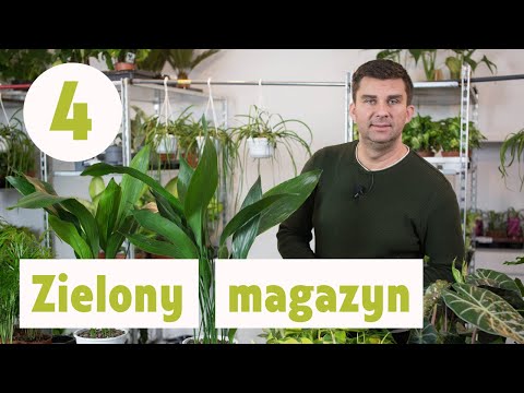 Wideo: 5 Roślin Doniczkowych Idealnych Do łazienki