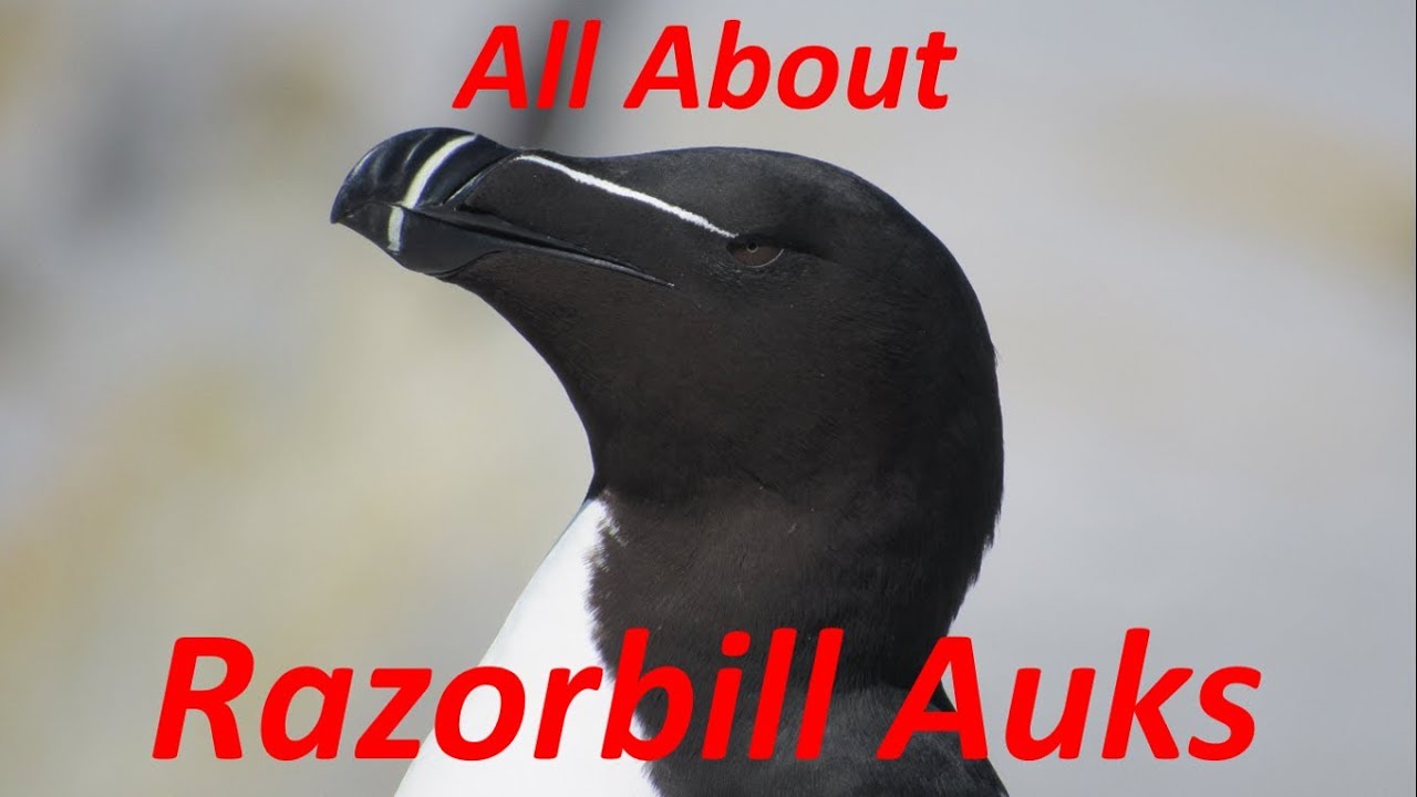 Auckbill Razor All About Razorbill Auks - YouTube