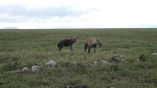 Hyena Mating Break
