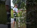#mais #zuckermais #selbstversorgung #opensourceseeds #gartentipps #nachhaltigkeit #gemüseanbau