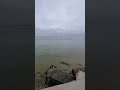 sea Lions Rafting in the Early Morning (Sleeping on the Water), Monterey Bay PT. 2