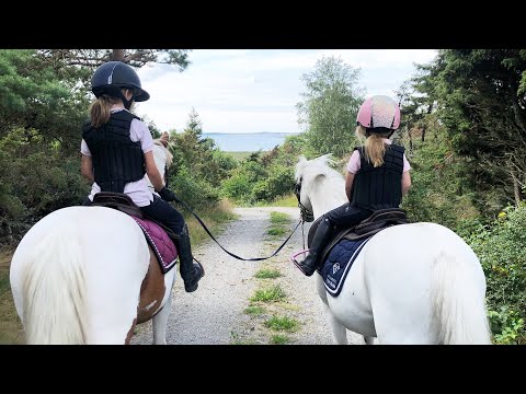 Video: Vilka Djur Var Förfäderna Till Den Moderna Hästen