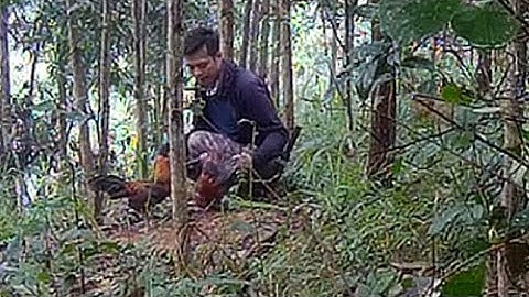 Mồi Tơ Choẹt Var Bổi Già - Bẫy Gà Mùa Giải 2025-2026