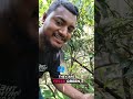 👉 “Fresh Lychee on My Tree 🍒🌿 | Nature is Beautiful”#easyenglisheveryday #learnenglish #fyp