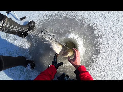 Видео: Хапуги трещали от рыбы. Зашли на первый лед.Рыбалка в Сибири.