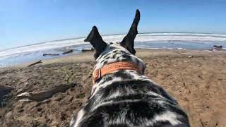 A dog's POV: Sunny beach day at Fort Funston
