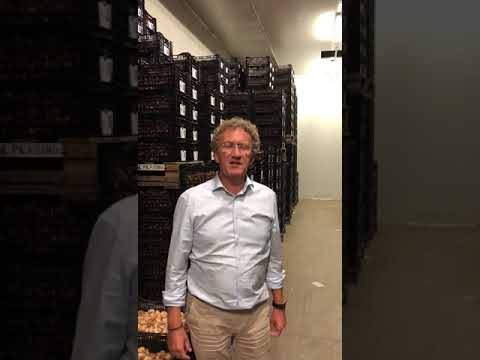 Луковицы тюльпанов. Наш склад в Нидерландах.