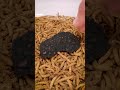 Mealworms vs one chip challenge