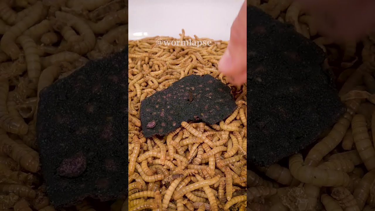 Mealworms Vs ONE CHIP CHALLENGE