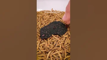 Mealworms vs ONE CHIP CHALLENGE