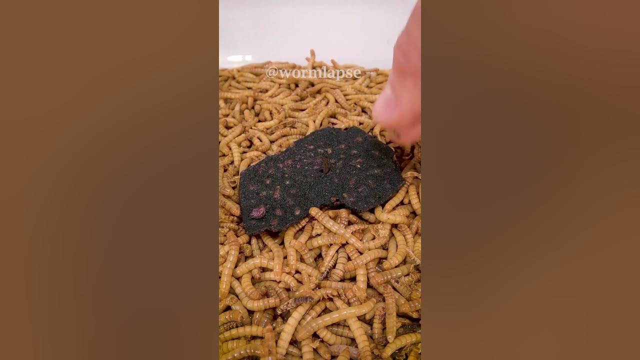 Mealworms vs ONE CHIP CHALLENGE