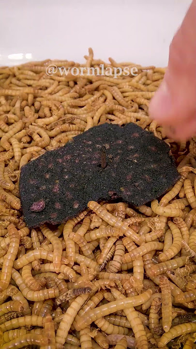 Mealworms vs ONE CHIP CHALLENGE