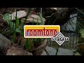 Currents - Reefeater on Roomtone!