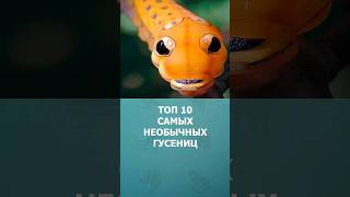 Топ 10 Самых Необычных Гусениц #Шортс #Топ10 #Гусеницы #Комарик #Shorts #Малышам