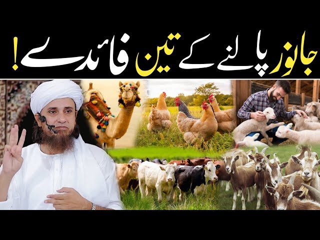 Farming/Janwar Palne Ke 3-Faide 🐫🐃🐄🐂🐮 | Mufti Tariq Masood class=