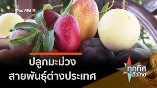 ปลูกมะม่วงสายพันธุ์ต่างประเทศ : อาชีพทั่วไทย