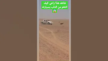 شاهد هذا راعي كيف انتقم من الذئب بسارته رباعية الدفع 