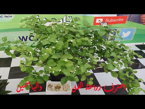 شرح عملى عن طريقة العناية بنبات الفل والياسمين في المنزل شاهد اجمل و اروع شتلة فل ياسمين روعة