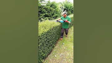 SINGLE SIDED Hedge Trimmer #shorts
