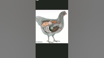 Thumbnail of How is a chicken egg made? #education #knowledge #viral
