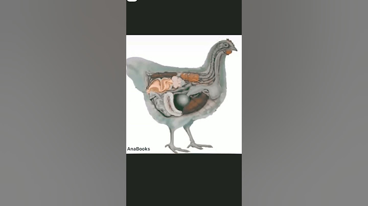 How is a chicken egg made? #education #knowledge #viral