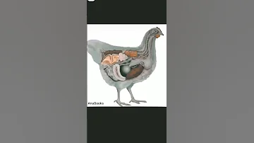 How Is A Chicken Egg Made Education Knowledge Viral 