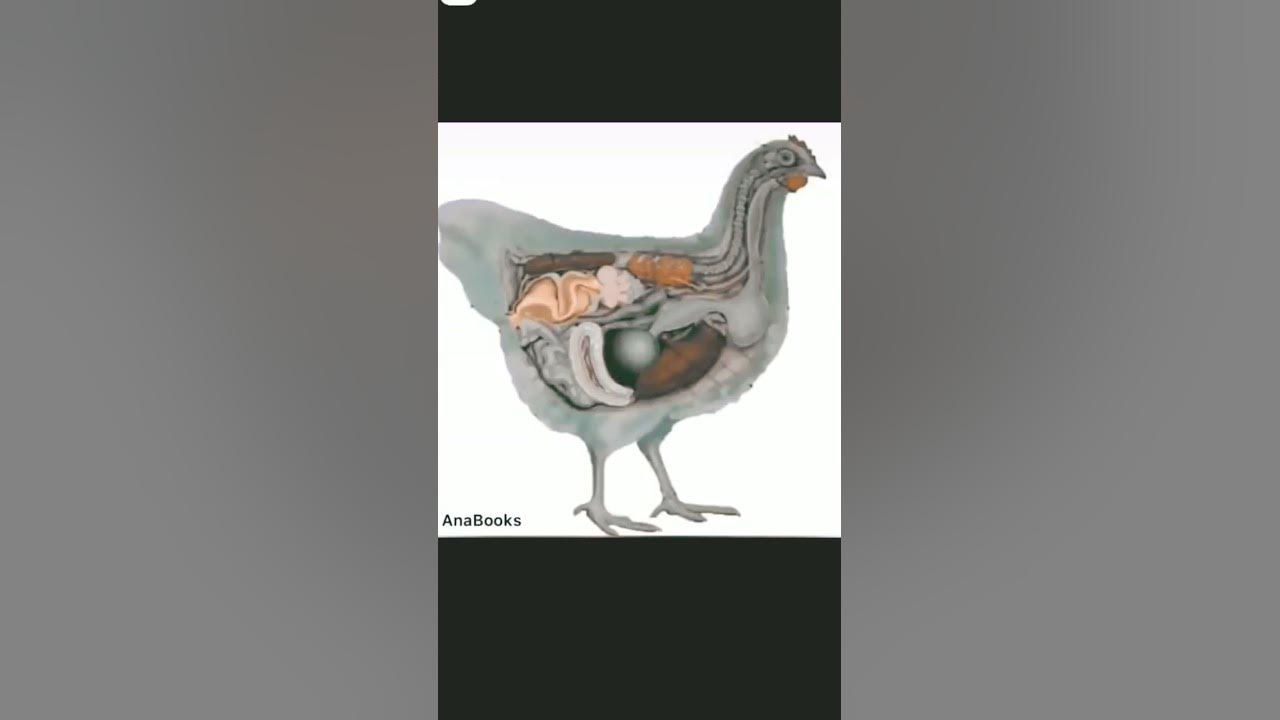 How is a chicken egg made? #education #knowledge #viral