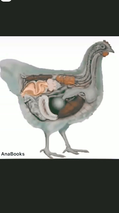 How is a chicken egg made? #education #knowledge #viral