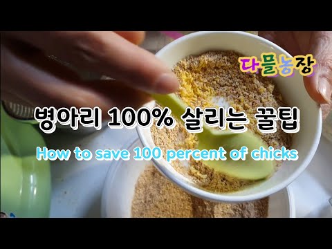 부화한 병아리 100% 다 살리는 방법 How to save 100 percent of hatched chicks