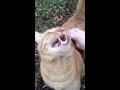 The Best Cat Back Scratch