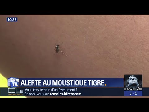 Vidéo: Perception De Risque Faible à Moyen-faible Pour Les Flambées De Dengue, De Chikungunya Et De Zika Par Des Médecins Spécialistes Des Maladies Infectieuses En France Et En Europe Occ