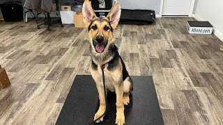 German Shepherd Puppy Training – Week 1 | Foundation Obedience with Chase