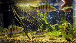 Итоги по содержанию речных рыб в аквариуме! [Окуни в аквариуме спустя год!]
