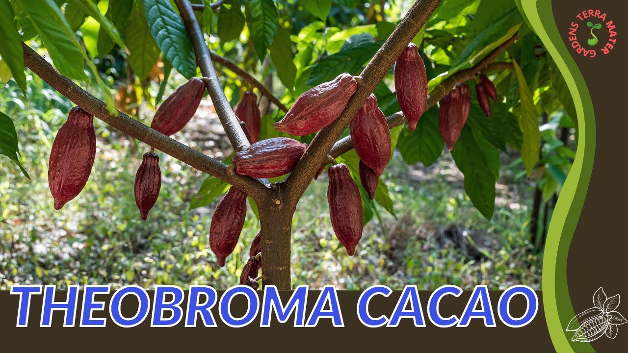 Useful Tips on The Obroma Cacao!