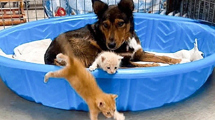 It saved the dog. Mama dog loses her puppies but then adopts kittens
